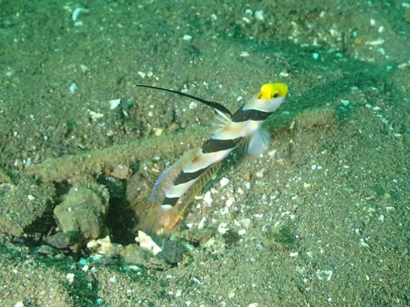 ヒレナガネジリンボウ